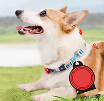 Gamelle pour chien 2 en 1